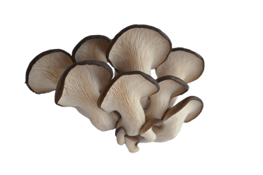 Pleurotus